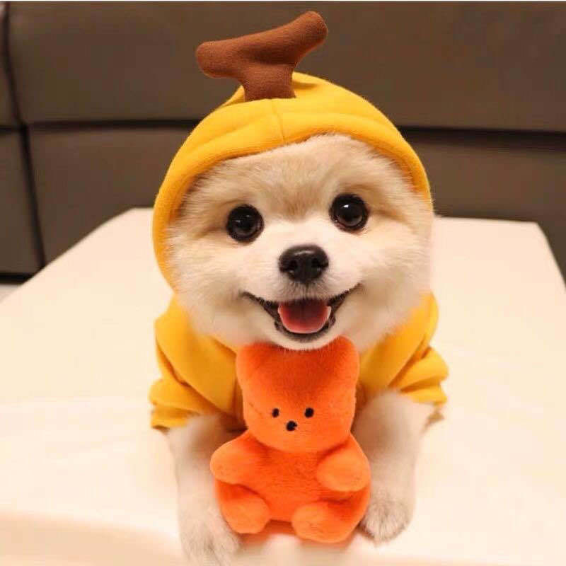Winter Pet Sweater With Fruit Prints