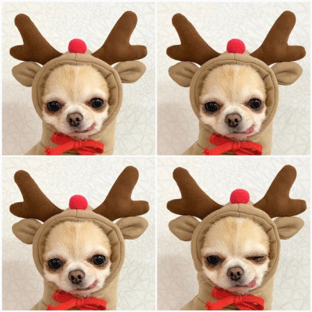 Winter Pet Sweater With Fruit Prints